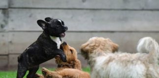 Why a Dog Daycare is a Good Idea for Your Pet