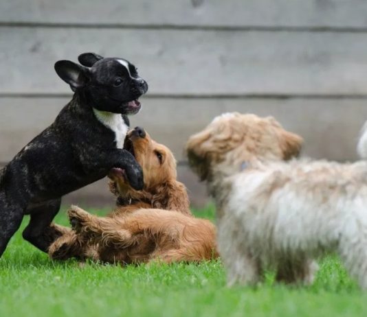 Why a Dog Daycare is a Good Idea for Your Pet