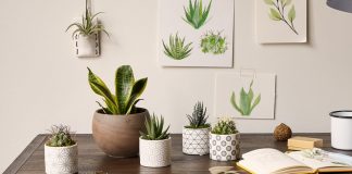 Brighten your Workspace with Indoor Office Plants