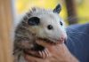 Possum removal and trapping