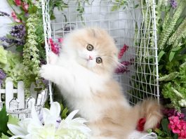 Munchkin kittens for sale in Florida