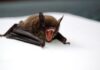 Bat Infestation