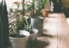 How to Pick the Perfect House Plant for Positive Energy