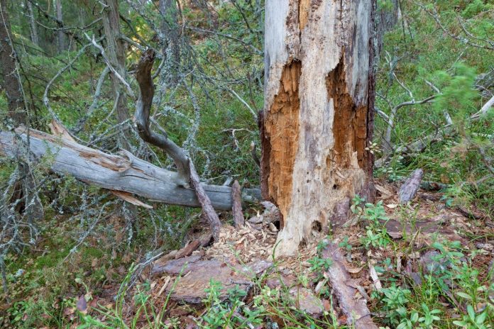 7 Signs You've Got a Dead Tree When to Cut It Down