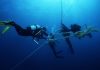 Commercial Diving Services in Australia