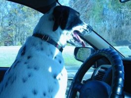 6 Tips for Feeding Your Dogs While on a Road Trip