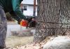 Tree Stump Removal Services