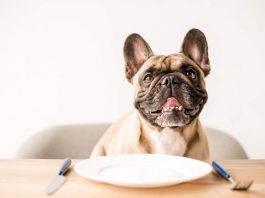 5 Human Foods You Can Feed Your Dog
