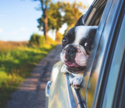 Tips for Keeping Your Dogs Safe on the Road