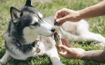 CBD for Dogs Near Me