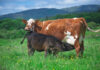 Nurturing Pasture-fed Livestock