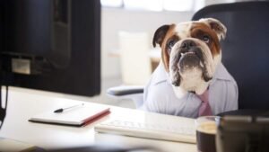 Pet Owner’s Independence Day