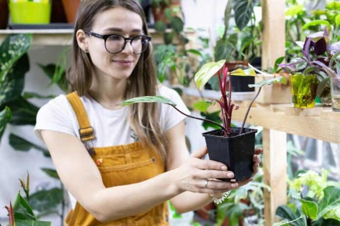 Indoor Garden Kits