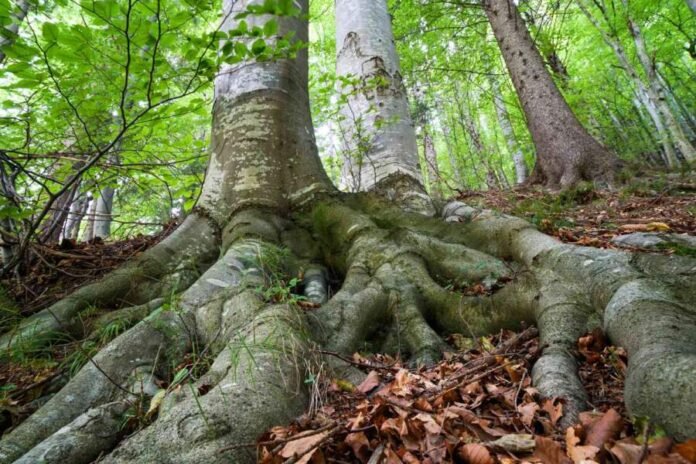 Tree Roots