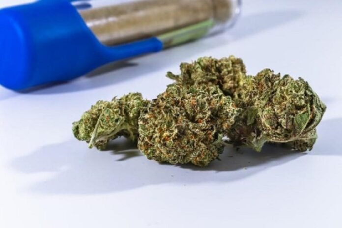 Sativa Vs. Indica